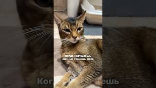 личные границы 🐱 #cat #видосыоткота #кот #2025 #котики #приколы #смешнойшортс#смешновидео #лайк#cats