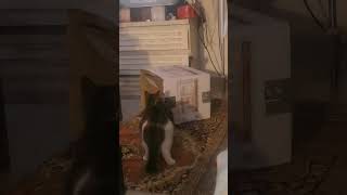 I NEMESIS,PSAHNI TON PIPI🐱🐱☺️☺️