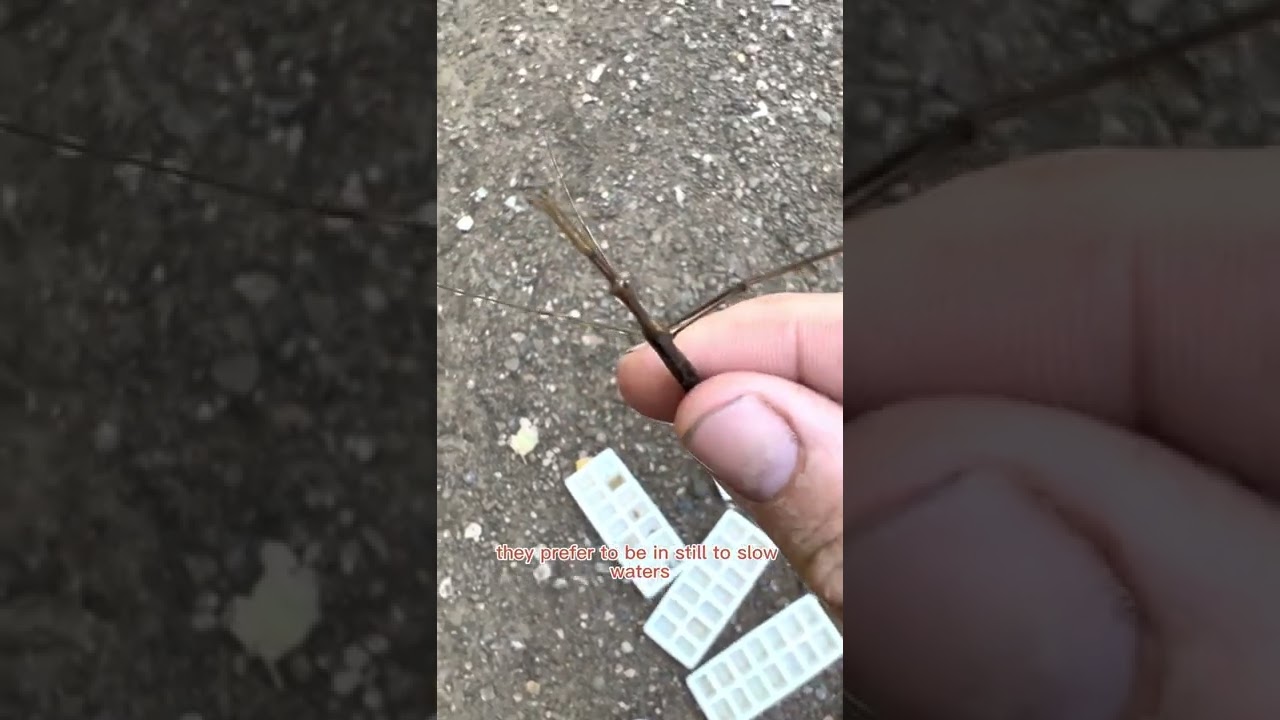 Brown Water Scorpion 