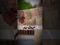 pashto new songs video nasiba tana gilam yam