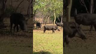 Pumba in our garden #pumba #shorts #warthogdefense