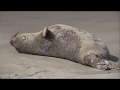 Elephant seal molts on the beach in san francisco