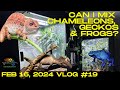 Can I mix a Chameleon, gecko, and dart frog?