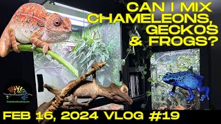 Can I mix a Chameleon, gecko, and dart frog?