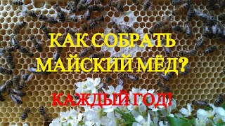 Пчеловодство 2021, Майский мёд, пасека весной