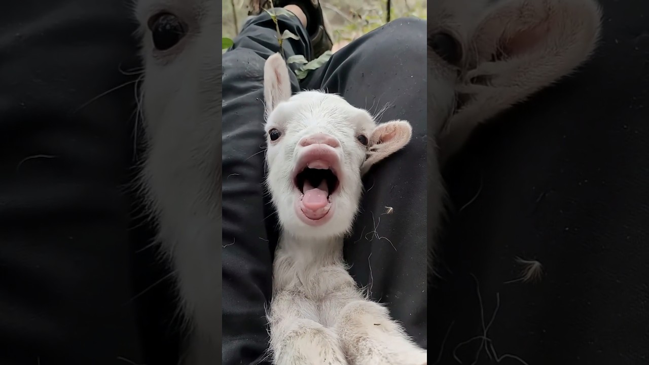 Cute White Goat Kids Calling 