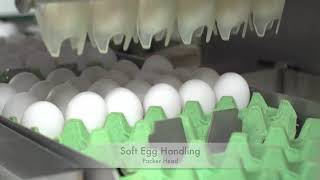 Automatic Egg Farm Packer FP1 Reovotec