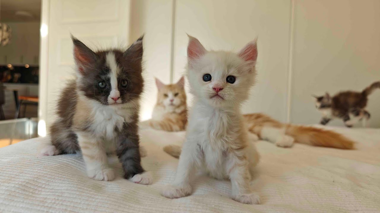 Maine Coon Kittens Livestream!