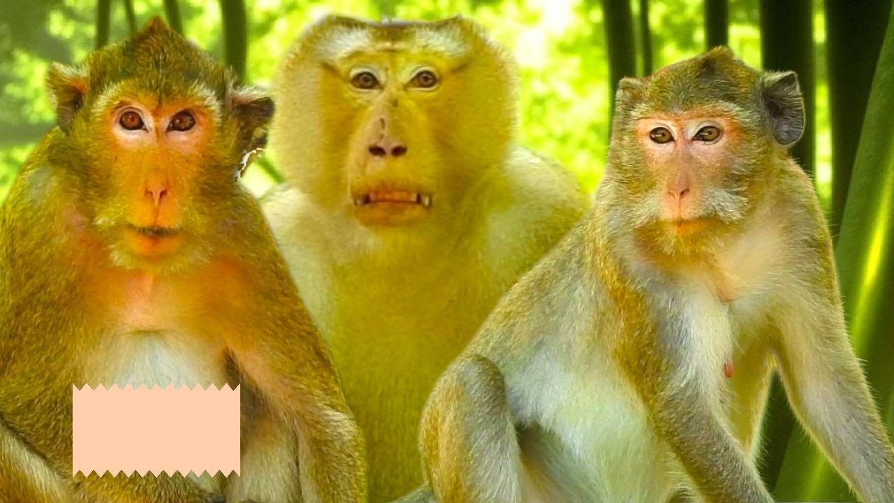 After a Tiring Journey, Monkey Pongo Finds Comfort in April’s Grooming ❤️