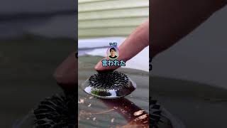 マッマ「この子きっと病気ですよね....?」担任「....」