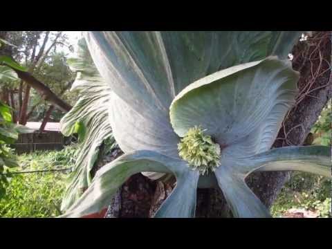 فيديو: زرع السرخس ستاغهورن - عند إعادة نمو نبات السرخس ستاغهورن