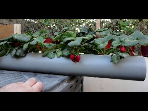 Video: Vertical planting of strawberries in a pipe. How to make a pipe for planting strawberries?