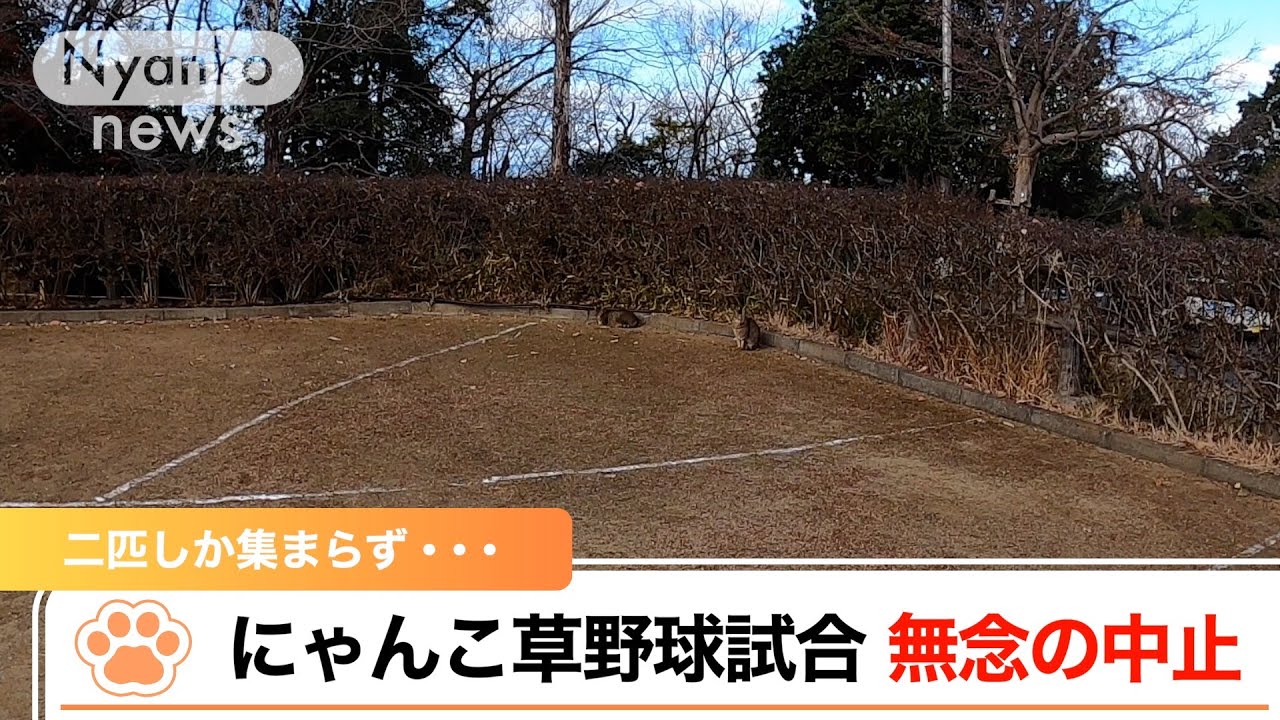 『にゃんこ草野球試合 二匹しか集まらず 無念の中止』