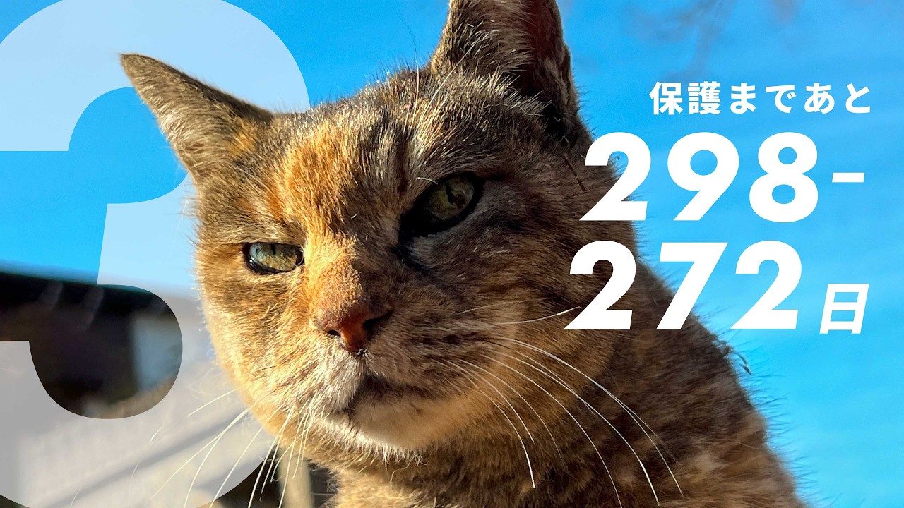 ねこ YouTube