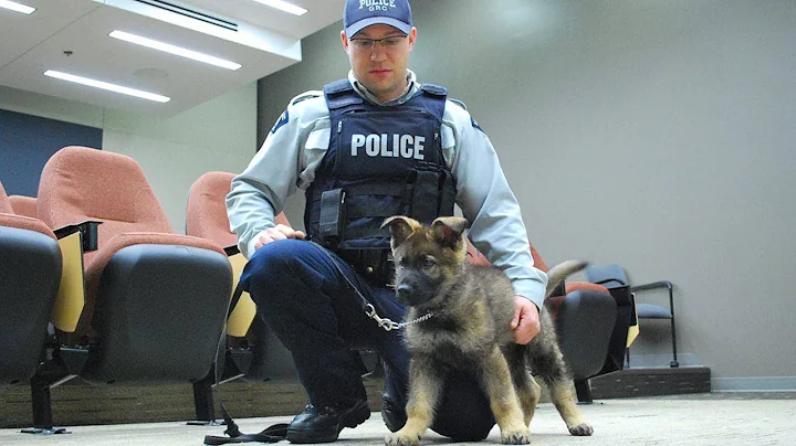 Meet Nova Scotia's new RCMP puppy recruits