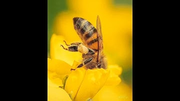 #surat An nahl سورة النحل#