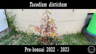 Taxodium distichum  Pre-bonsai 2022 - 2023