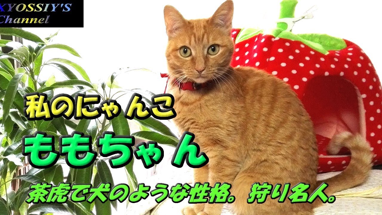 XYOSSIY's Life Channel] Introducing My Cat, Momo-chan - YouTube