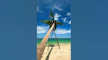 Beach View | Relaxing Music #shorts #coconuttree #beaches #yoga #meditation #peace #meditationmate