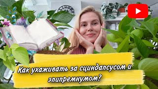 СЦИНДАПСУС и ЭПИПРЕМНУМ/Мой УХОД за растениями
