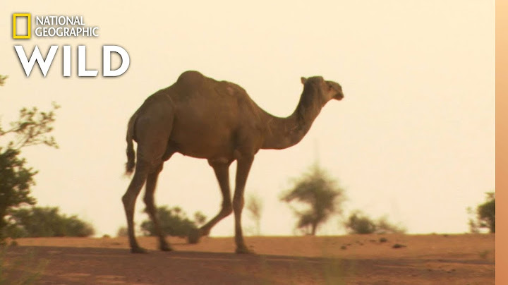 Which Animals Beat the Heat? | Animal Autofill