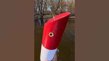 Câu cá khổng lồ sông mekong mồi câu lớn #cacconvat #docla #fishing