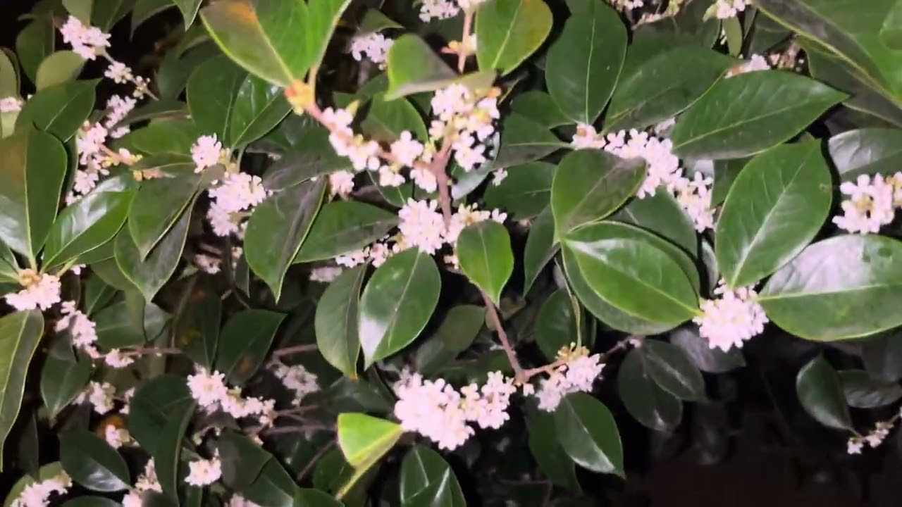 Османтус душистый | Нереальный запах!!!!! Какие-то жасмино-подобные деревья!!!!!