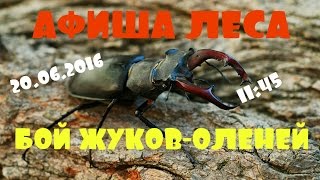 Жуки олени дерутся. Кто победитель? Жуки олени дерутся. Кто победитель?