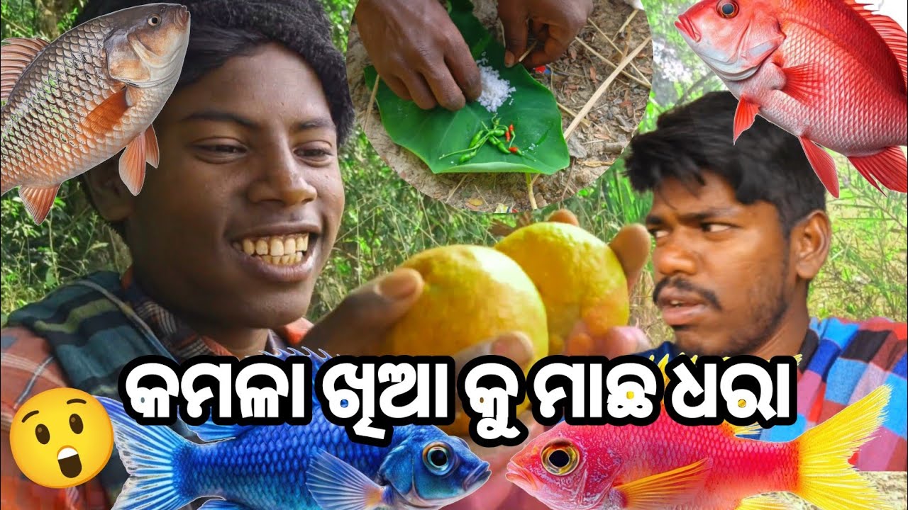 କମଳା ଫଳରେ ମାଛ ଧରା 😲 | Village Fish Catch & Cooking | Odia Food Vlog[Official Vlogs Video]