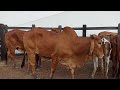 Feira de gado em Dois Riachos. Alagoas