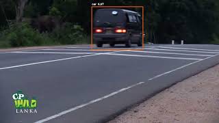 Detection of animals on the road