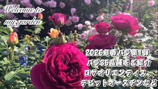 バラ売り可 ディアプラス 2026年3月号 切り取りあり 2026年春バラ第1弾 早咲きのバラ35品種をご紹介【ロサオリエンティス