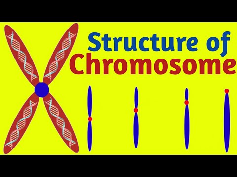 Structure of Chromosome
