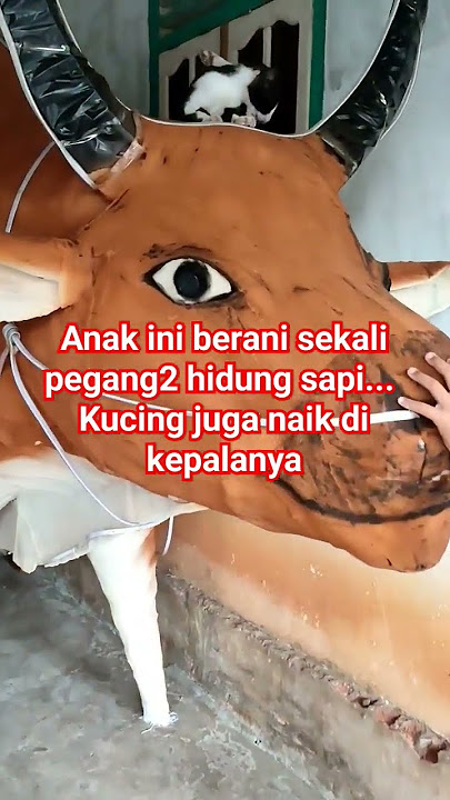 sapi untuk takbir keliling #takbir #takbirkeliling #idulfitri2024 #takbiran