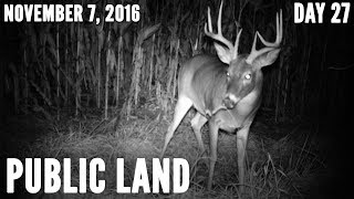 Public Land Day 27: Giant 8 Point Buck | Midwest Whitetail