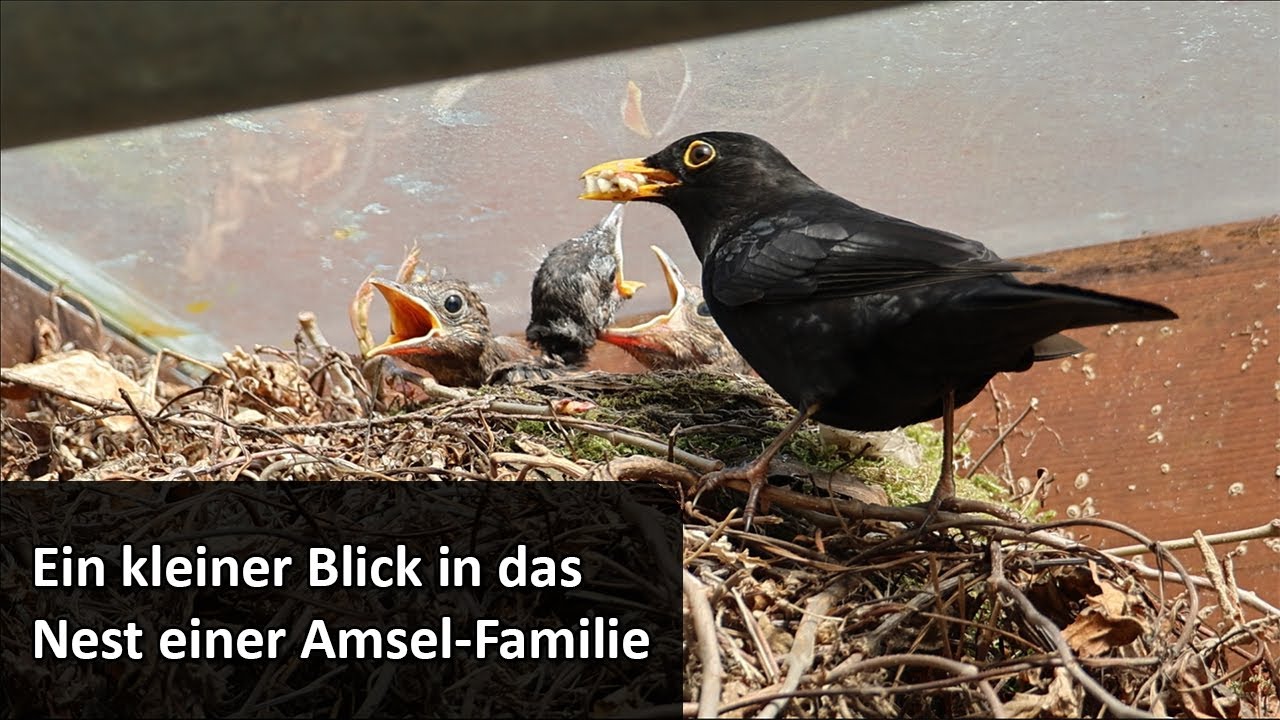 Benutzen Amseln Ihr Nest Mehrmals Ein kleiner Blick in das Nest einer Amsel-Familie - YouTube