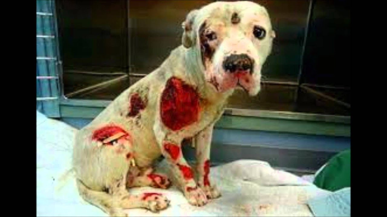 Stop animal abuse
