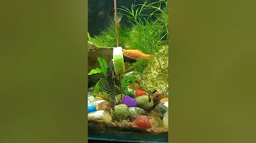 Feeding cucumber | molly | pleco sucker