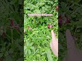 Тюльпаны отцвели. | РКИ