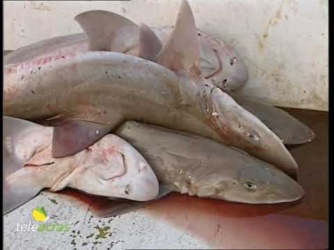 Video Teleacras - Caro carburanti pesca: le rivendicazioni