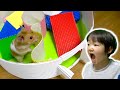 ハムスターにダンボールで迷路作ってみた🐹Funny Pet Hamster in 6-Level Cardboard Maze