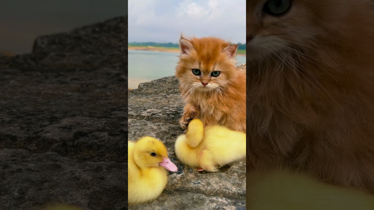 A kitten like a puppy leads a duckling on a trip! （The full version is in the comments section）