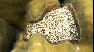 Under Water Amazing View At Mursalas Lake