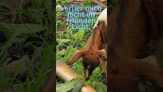 🐐 Die Ziege mit dem freien Blick #Tiere #TiereSprechen #emotional