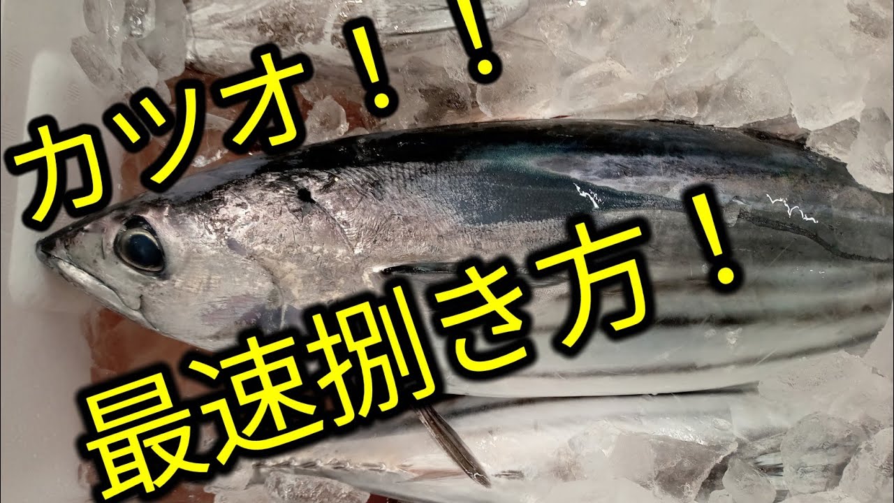 カツオ の 捌き 方