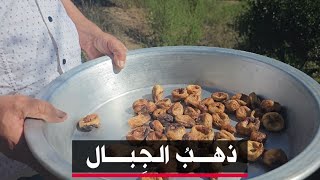 🔴 #سكيكدة | العم أحمد... حين يتحوّل التين إلى ذهب 🍃💰