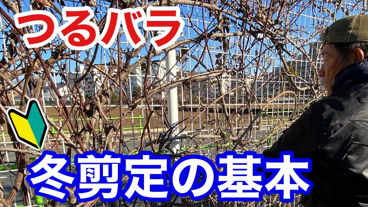 【プロのやり方】つるバラの冬剪定の基本