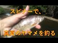 スピナーで、真夏のヤマメを釣る【渓流釣り】