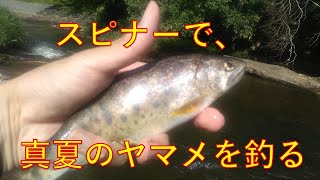 スピナーで、真夏のヤマメを釣る【渓流釣り】