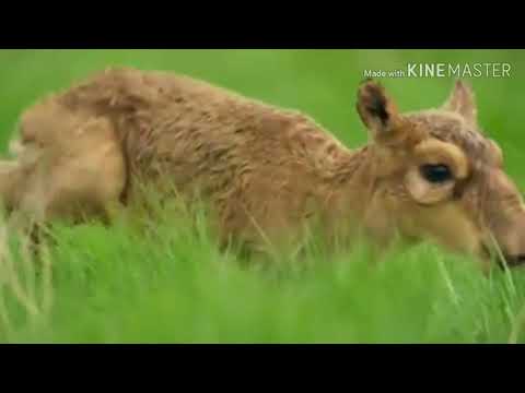 ბუნების კარი (მინდვრები)